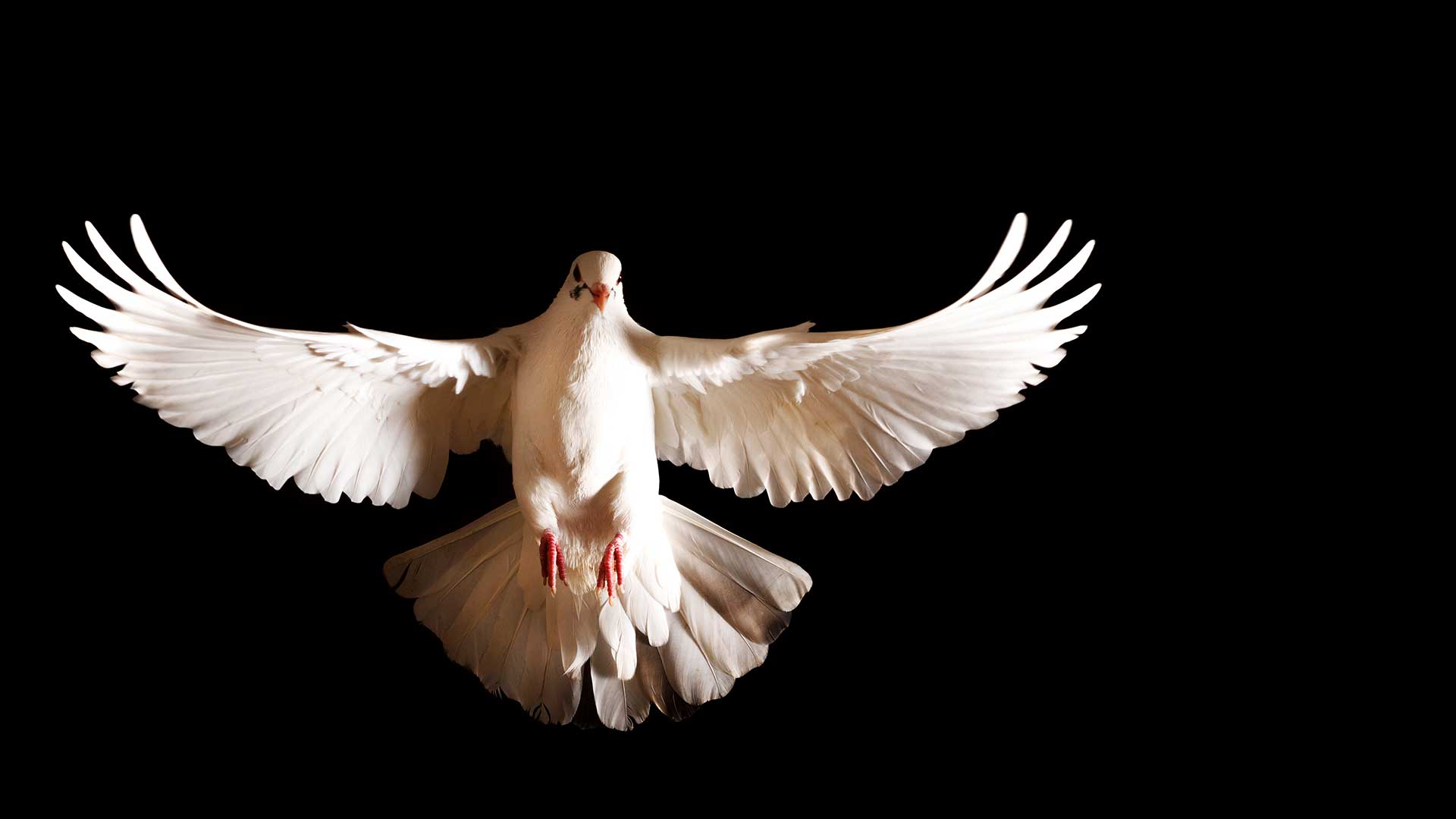 white-dove-pneumatology-blog-article-good-news-seminary-bible-college